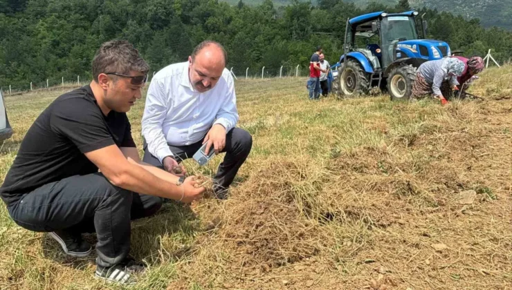 Safranbolu’da Safran Soğanı Hasadı Başladı.
