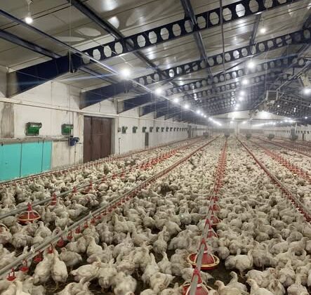 ETLİK PİLİÇ İŞLETMELERİ DENETLENDİ