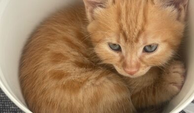 Minik Yavru Kedilere Ömürlük Yuva Aranıyor