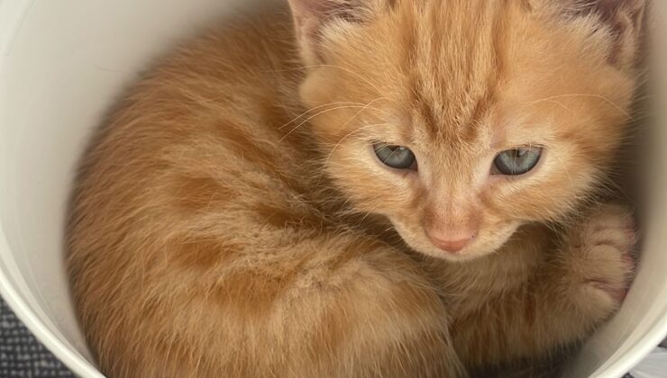 Minik Yavru Kedilere Ömürlük Yuva Aranıyor